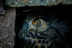 Beautiful Owl at the Zoo