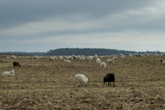 20260308_biketour_eberswalde_waldschenke_0034